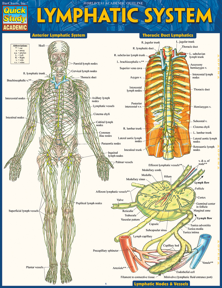 Lymphatic Chart